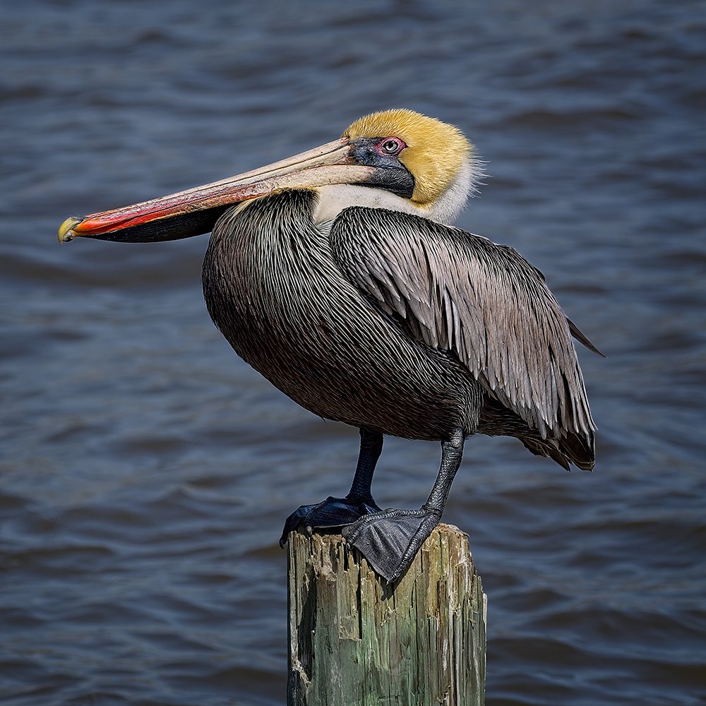 Pelican On A Piling
