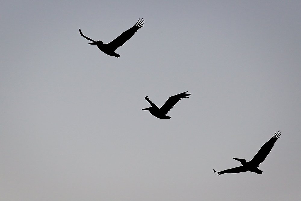 Flight Of The Pelicans