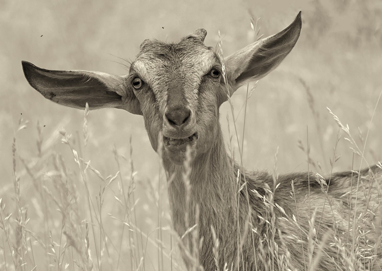 Surprised Goat
