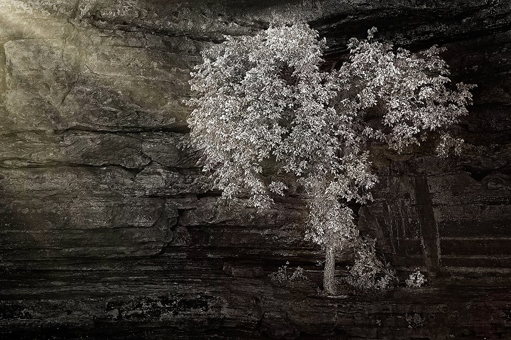 Tree In Sunlight Along The Buffalo National River