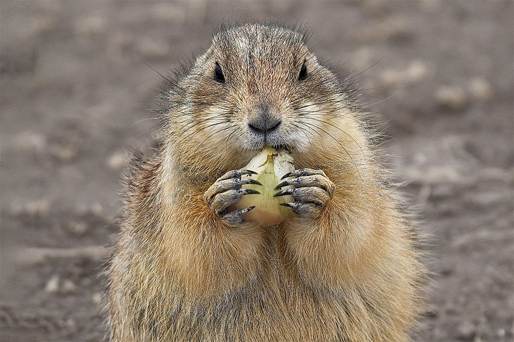 Prairie Dog