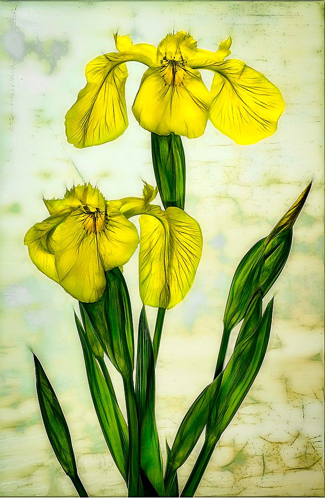 Yellow Flag Blossoms