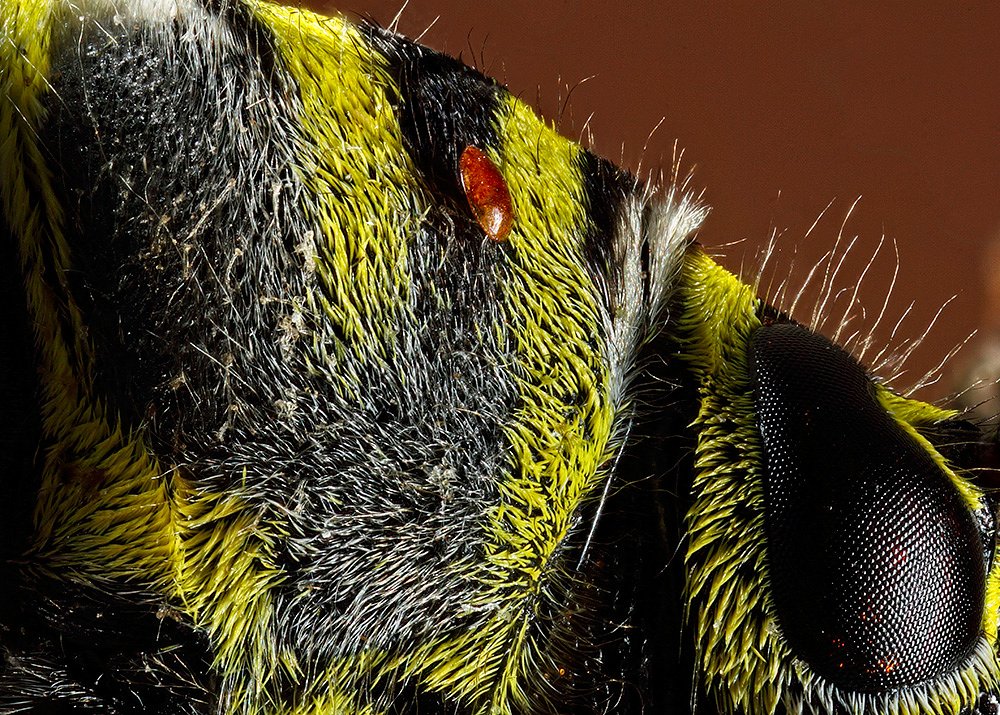 Yellow Beetle And Parasite