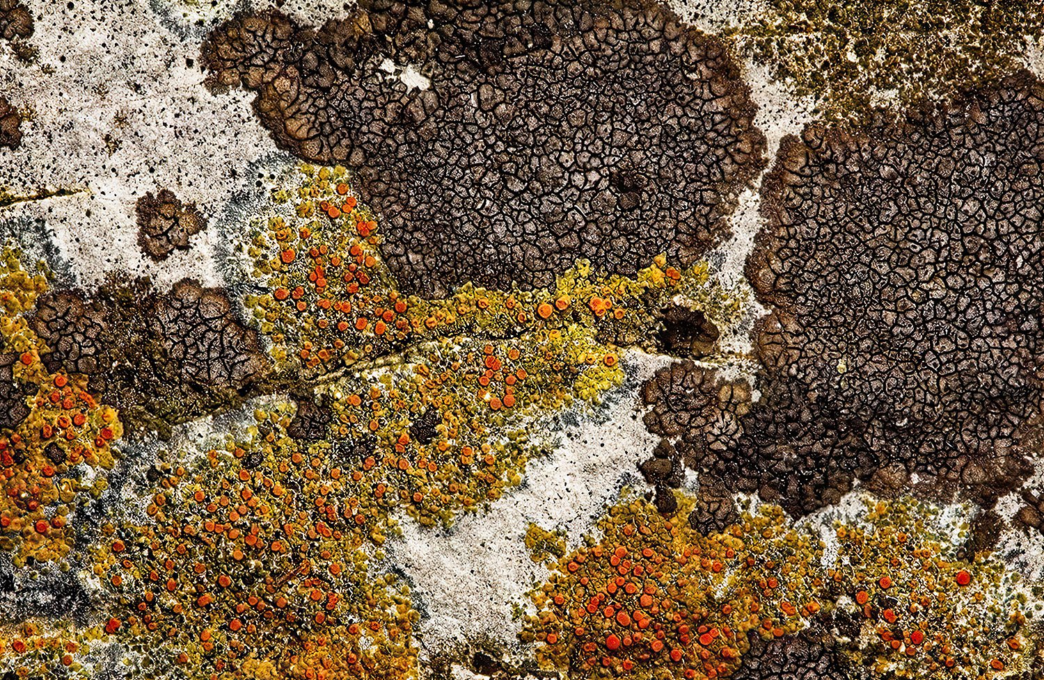 Yellow, Orange And Brown Lichen