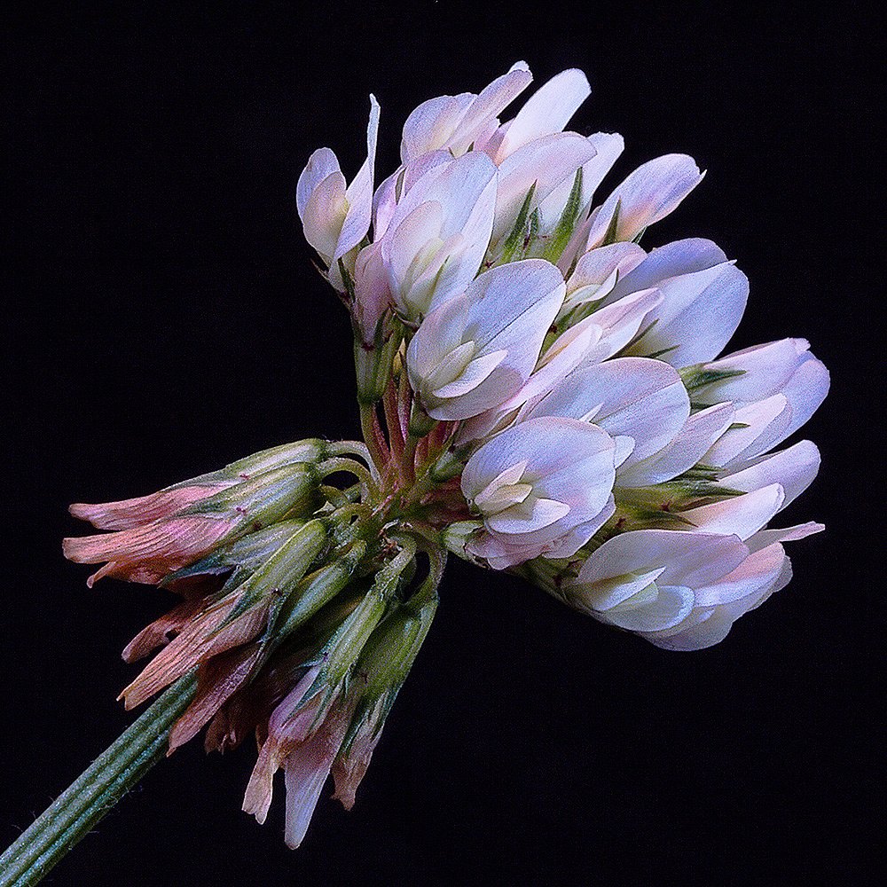 The Beauty Of A Single White Clover Blossom