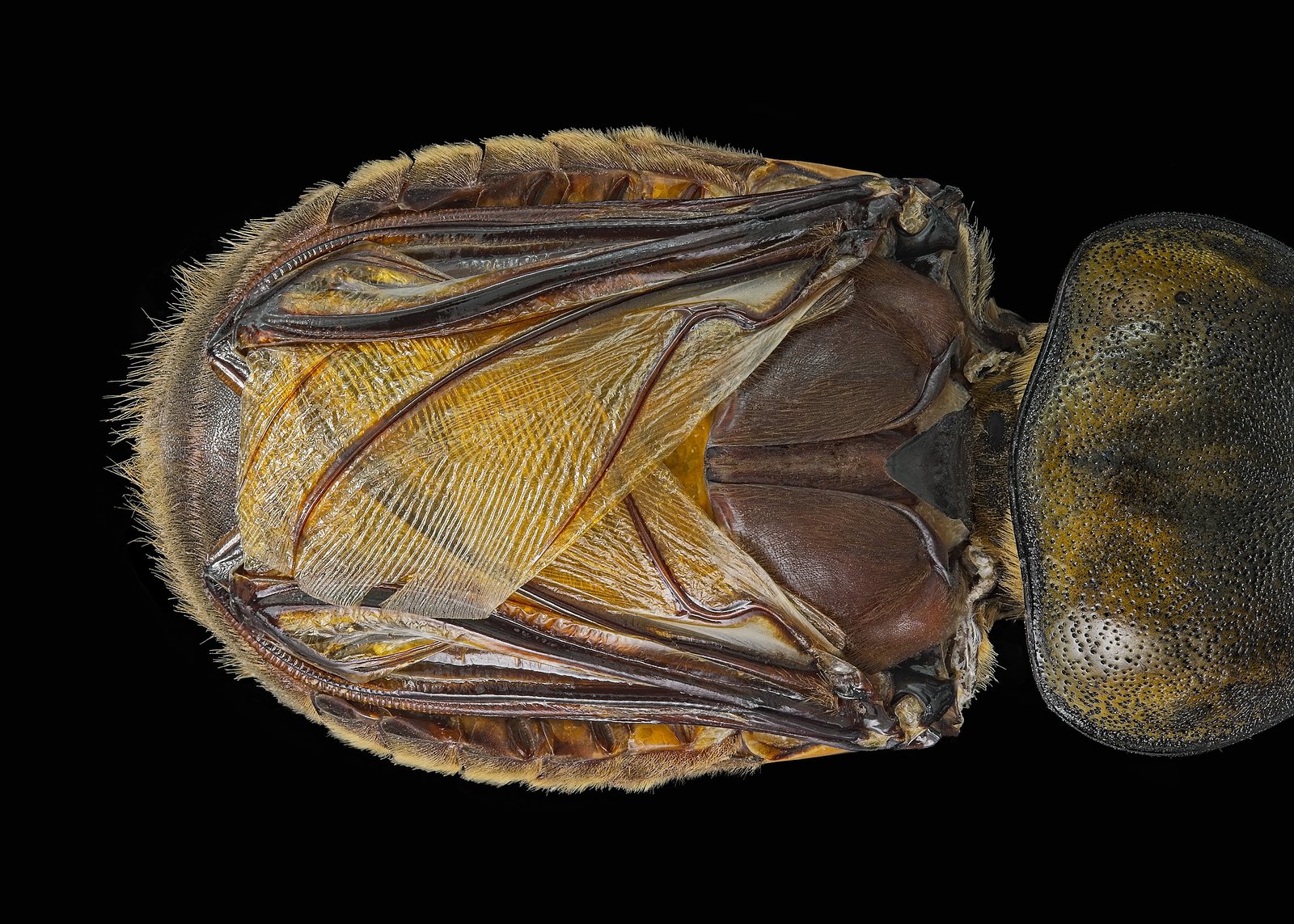 Eastern Hercules Beetle With Wing Covers (Elytra) Removed