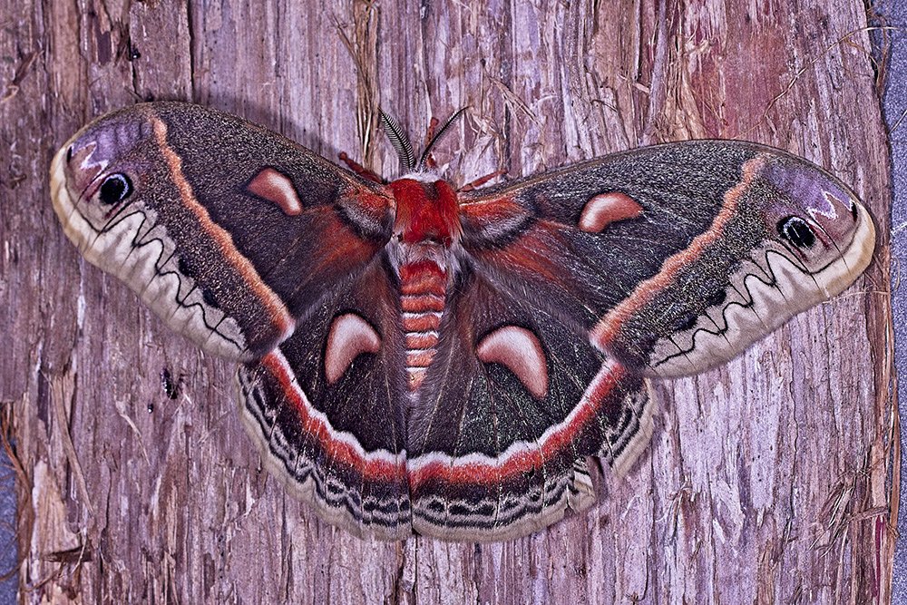 Cecropia Moth