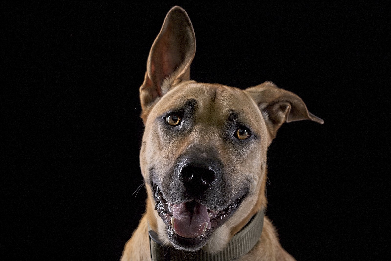 Buster was rescued by his current owner and is one of the most cuddling dogs I have ever meet. I believe he appreciates his new life. Love his ears.