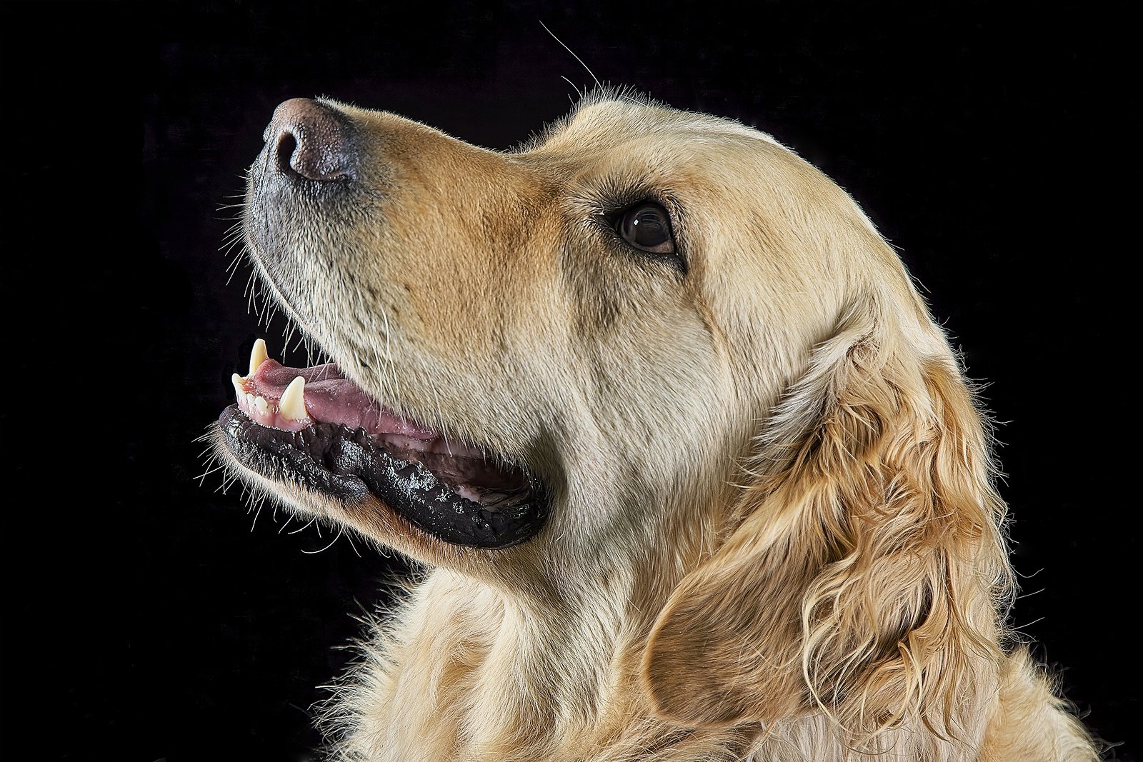 This is my 4 year old buddy Andy. Nothing beats a Golden Retriever for wanting to please the people around him. From a puppy to 4 years old he has slept at night on the couch with a light on. He enjoys his comfort.