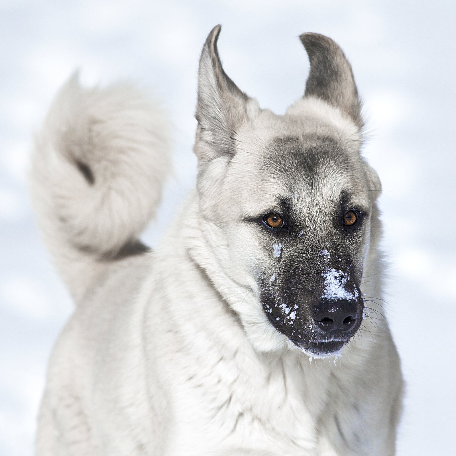 Our female Anatolian Shepherd going crazy and having fun in the snow.