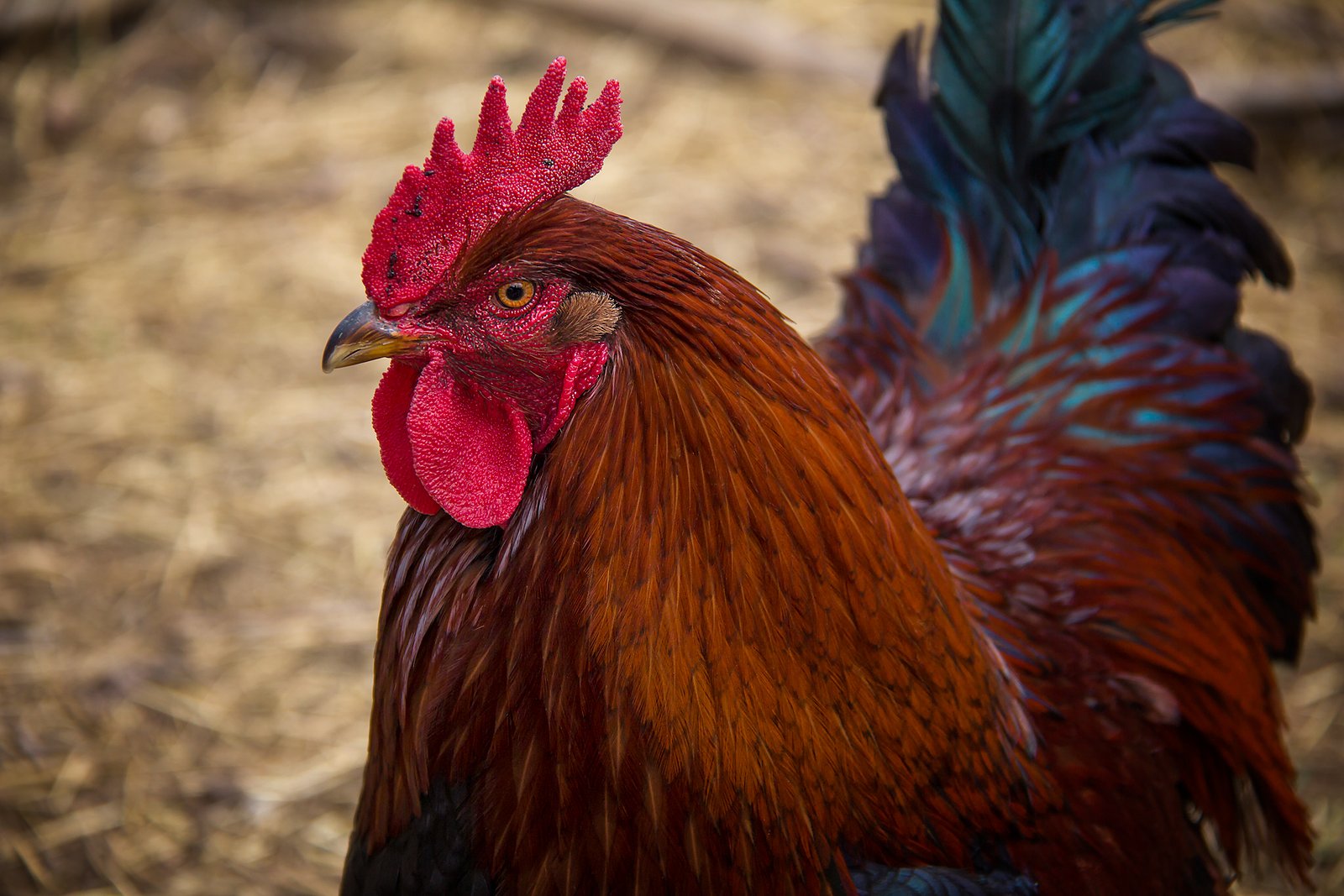 A Rooster That We Had.