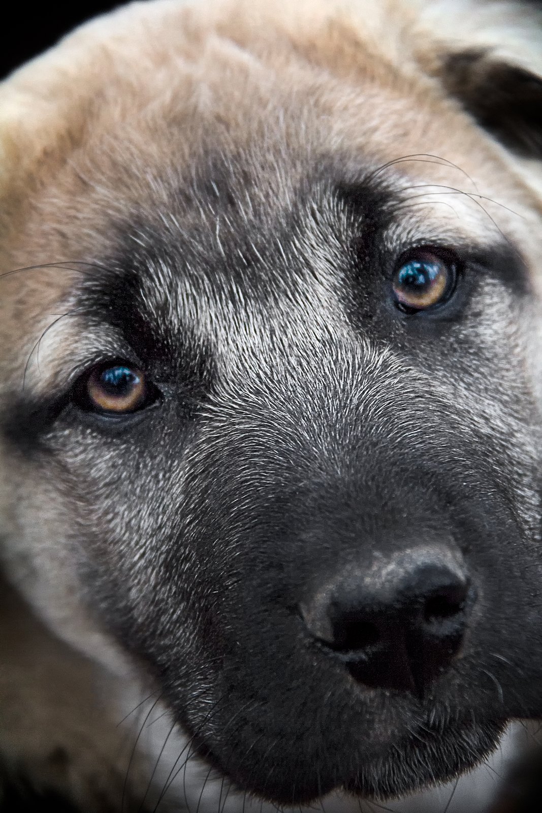 After bringing home our new 11 week old Anatolian Shepherd named Boris, I decided that I needed to have a talk with him about what his duties would be around the farm. I told him that he would have to live with the goats and that he would be fed and have a dry barn to go to. He said that seemed fair enough. I then told him that when he got a little older he would have to guard and protect the goats from wild predators, such as bears, an occasional mountain lion and packs of coyotes. He gave me the same look as in the photo and said, You're kidding me? I said- No Boris, it's the truth. He just stared back at me.
