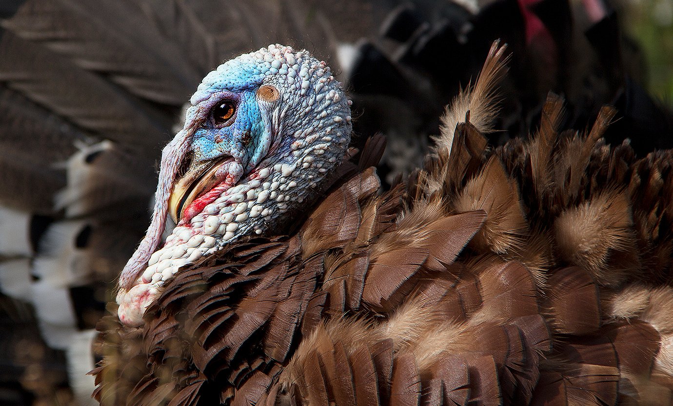 A Colorful Tom Turkey