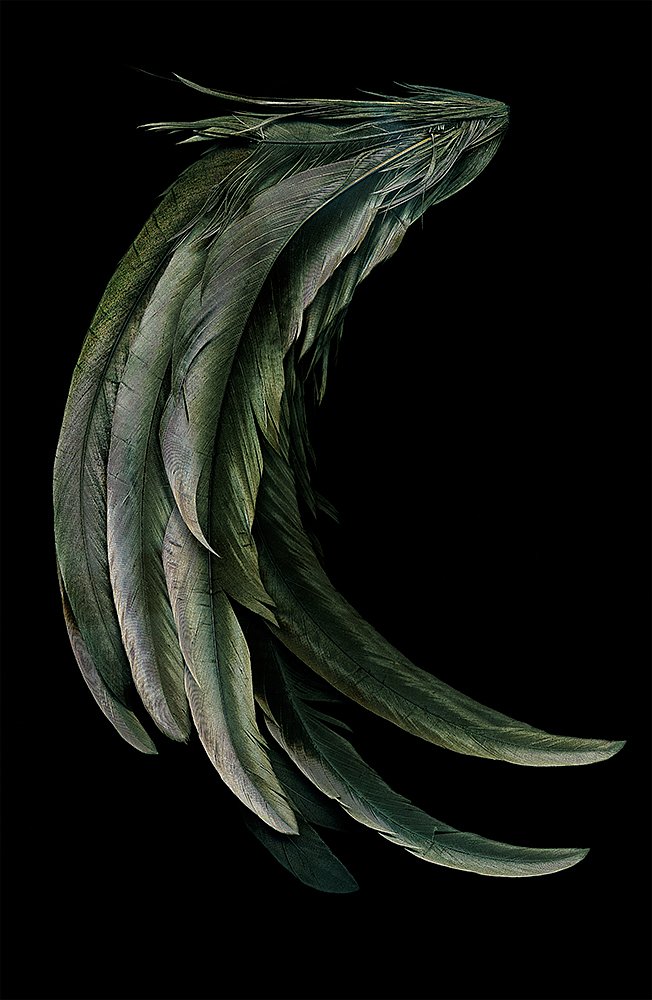 Feathers