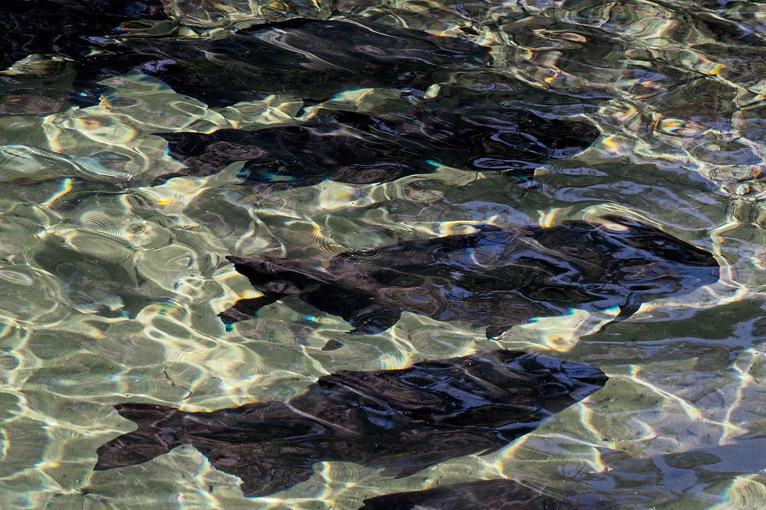Fish Abstract