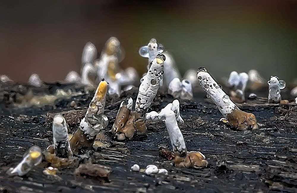 Fungus Spikes