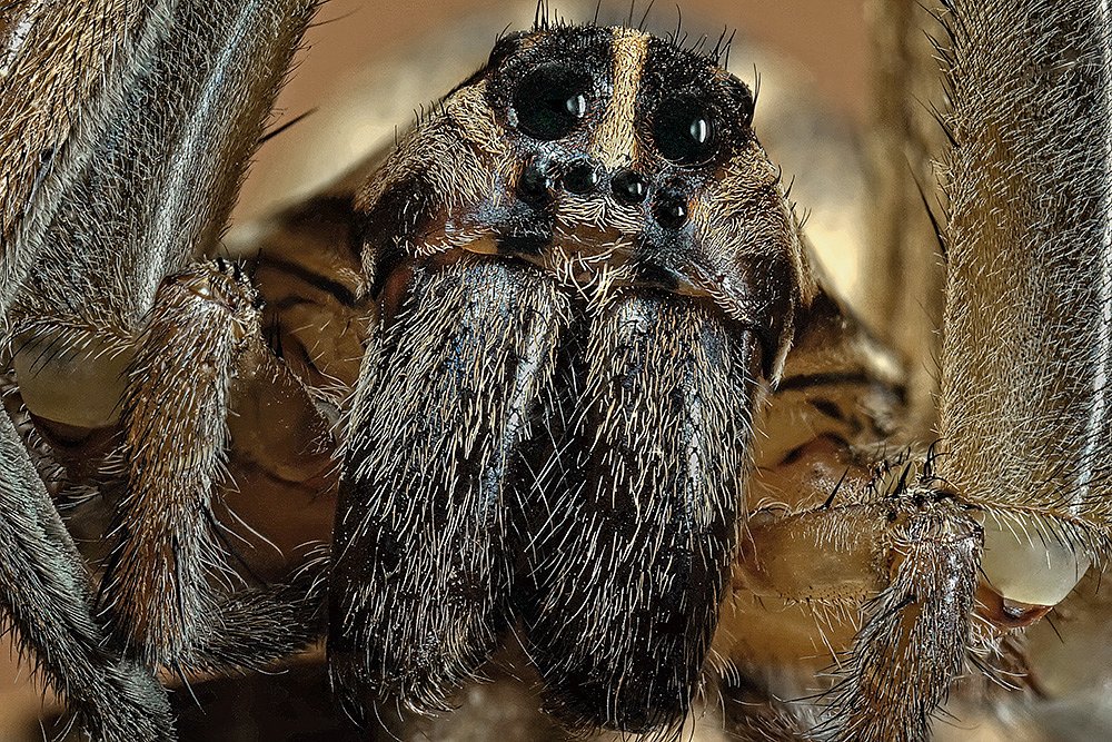 Grass Spider Face