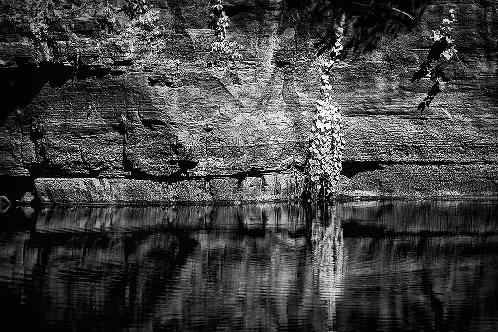 Hanging Plant Along The Buffalo National River